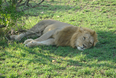 more lazy lions