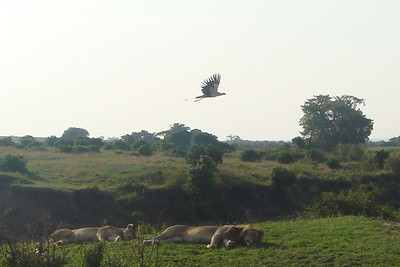 15 seconds later, back to sleep (as a secretary bird flies overhead)