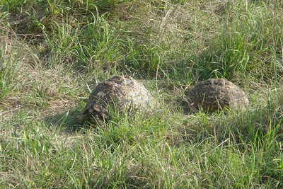 leopard tortoises