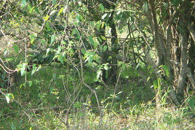 spot the leopard, he's looking at you