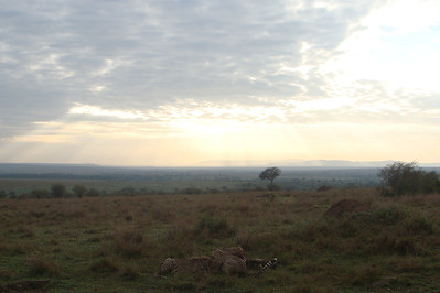 a cheetah feast as the sun comes up