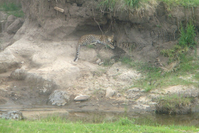 a sleeping leopard