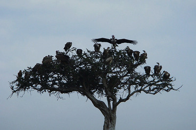 ...and let the vultures take over