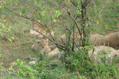 ...but she loved the baby lions!