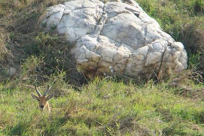 a Bohor reedbuck nestled in the tall grass