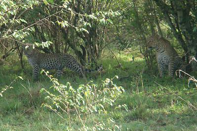 a momma leopard and a cub