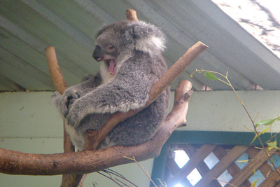 it's very tiring being a koala