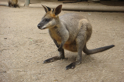 a cute wallaby