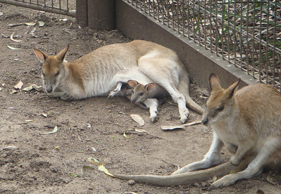 a little joey peeking out of its mother's pouch