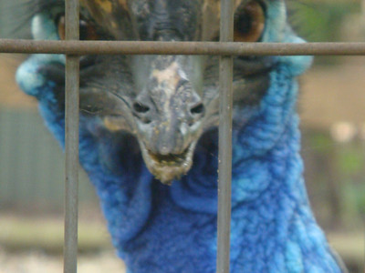 cassowary closeup