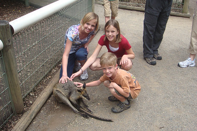 petting a wallaby