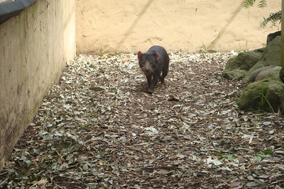 a Tasmanian devil