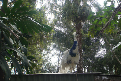 a cool-looking bird