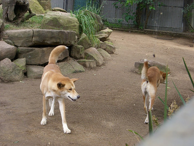 dingoes