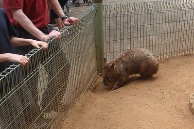 a not-so-cute wombat