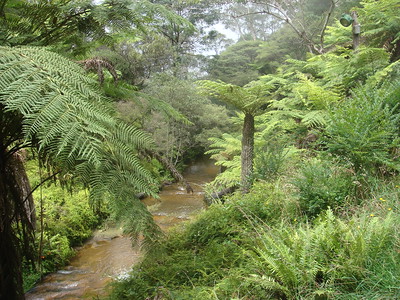 ...rainforest vegetation...