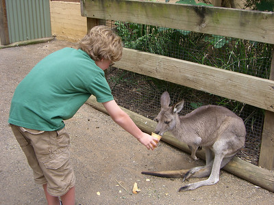 Brant feeding a kangaroo