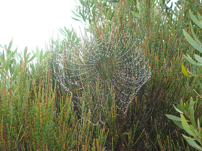 dew on a spider web