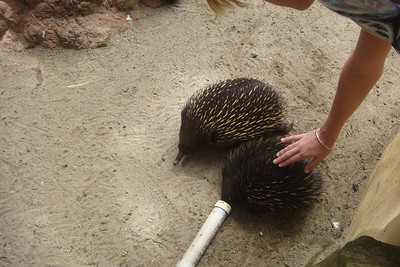 petting the echidnas