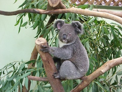 an even cuter koala bear