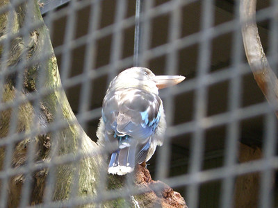 a kookaburra at Featherdale Wildlife Park