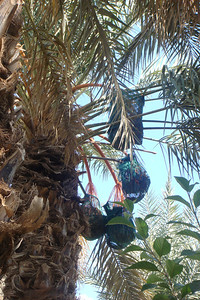 dates are covered with sacks to protect them from the birds