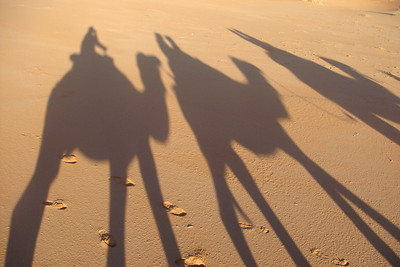 cool camel shadows
