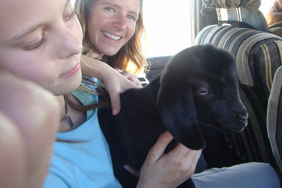up close with a baby goat
