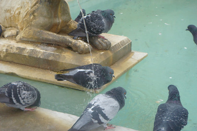 this pigeon loved bathing himself in the fountain