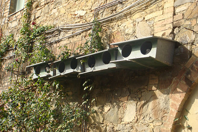 the doves at Fattoria dei Barbi