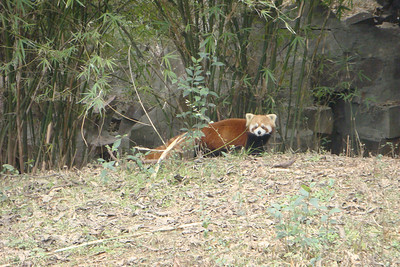 a red panda