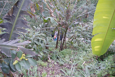 ...in a mass of vegetation