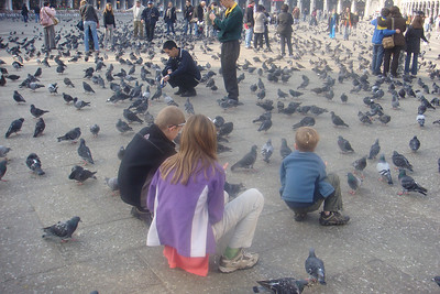 pigeons on St. Mark's Square