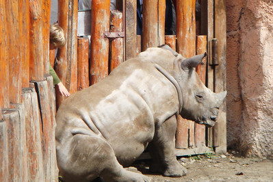 Benji petting a rhino!