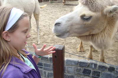 Alanya got slimed by a camel toungue