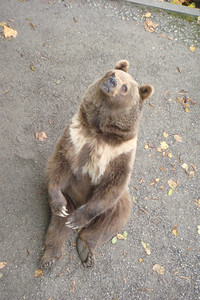 the famous and well-fed bears at the Bern bear pit