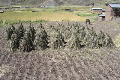 we passed lots of these plants bundled like cones after harvest, anyone know what they are?