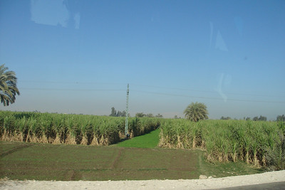 we passed miles of huge sugar cane plants