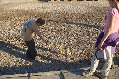 cute little puppies outside the temple
