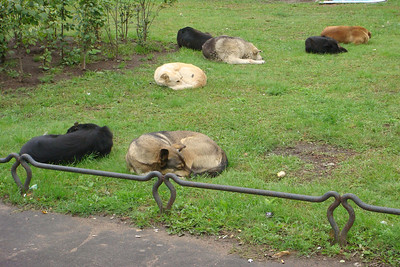 we saw several packs of dogs, always calm or sleeping