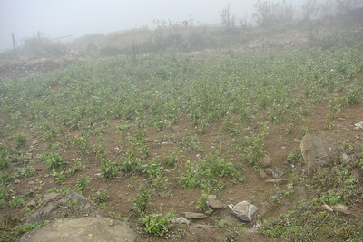 indigo plants