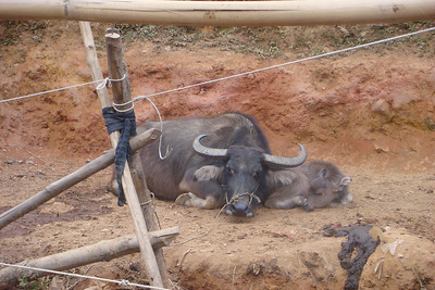 a mother water buffalo and calf