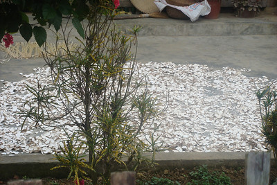 drying cassava root