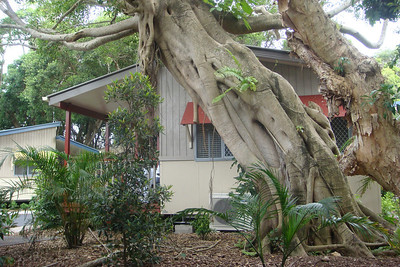 a cool tree