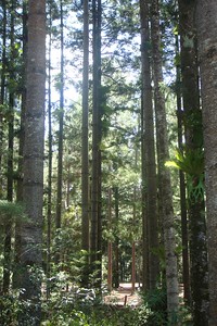 some sights from our walk in the forest