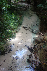 there's an eel cruising down the middle of the creek