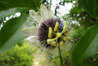 a cool flower in the highlands of San Cristobal Island