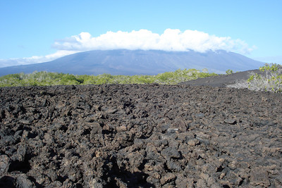 some aa or "ouch ouch" lava on Fernandina Island