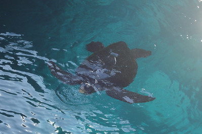 a sea turtle suddenly surfaced in the middle of Darwin's Bath