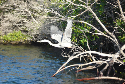 a great blue heron taking off from its perch